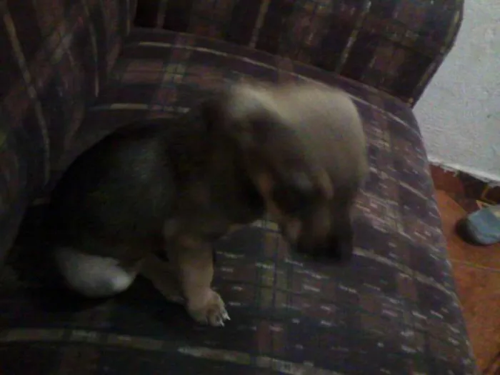 Cachorro ra a  idade Abaixo de 2 meses nome a mãe mel