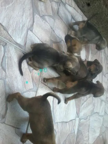 Cachorro ra a  idade Abaixo de 2 meses nome a mãe mel