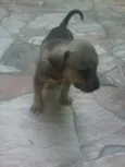 a mãe mel