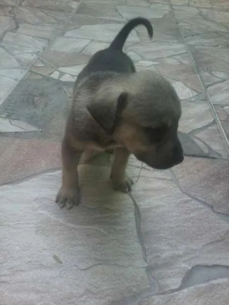 Cachorro ra a  idade Abaixo de 2 meses nome a mãe mel