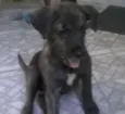 Bob