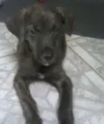 Bob
