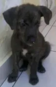 Bob