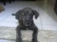 Bob