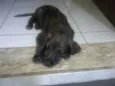 Bob