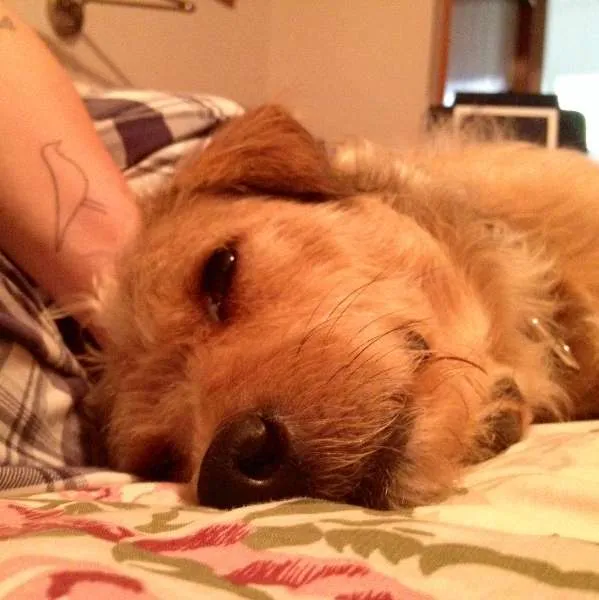 Cachorro ra a Vira-Lata idade 1 ano nome Jack