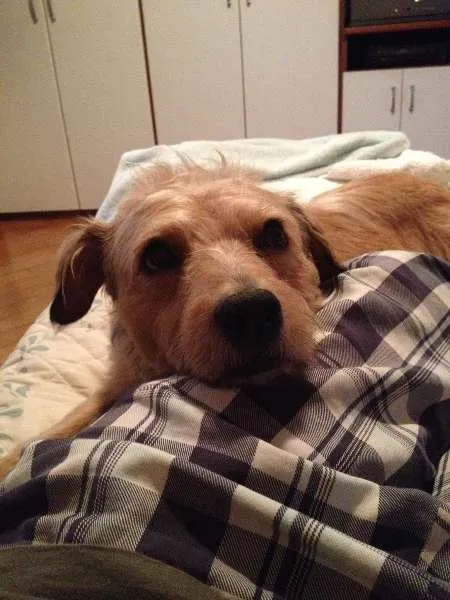 Cachorro ra a Vira-Lata idade 1 ano nome Jack