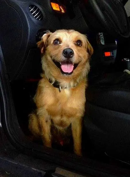 Cachorro ra a Vira-Lata idade 1 ano nome Jack