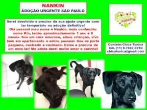 Cachorro raça srd idade 2 anos nome Nankin