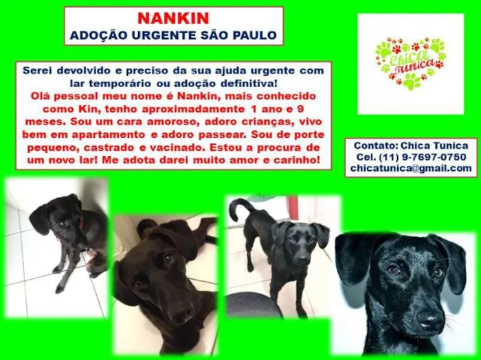 Cachorro ra a srd idade 2 anos nome Nankin