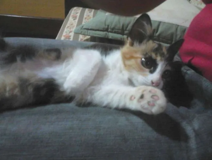 Gato ra a Srd idade 2 a 6 meses nome Frajola