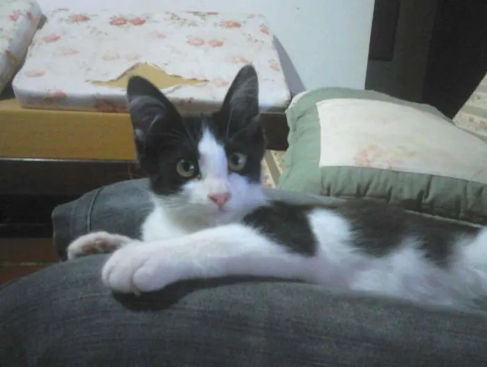 Gato ra a Srd idade 2 a 6 meses nome Frajola