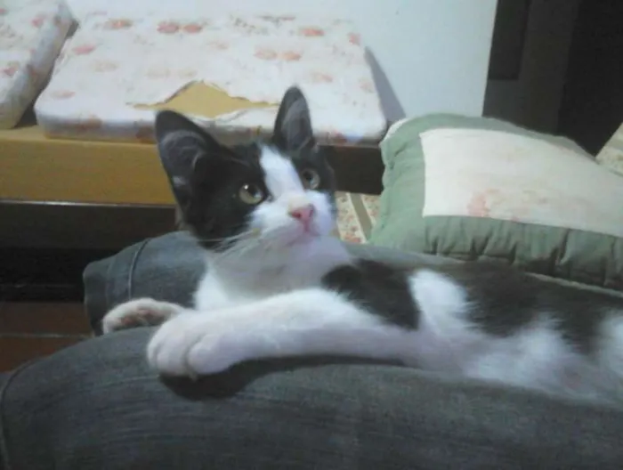 Gato ra a Srd idade 2 a 6 meses nome Frajola