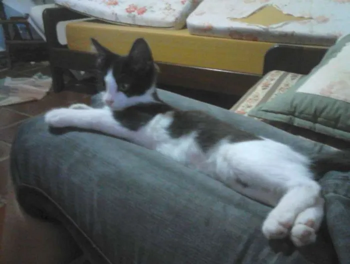 Gato ra a Srd idade 2 a 6 meses nome Frajola