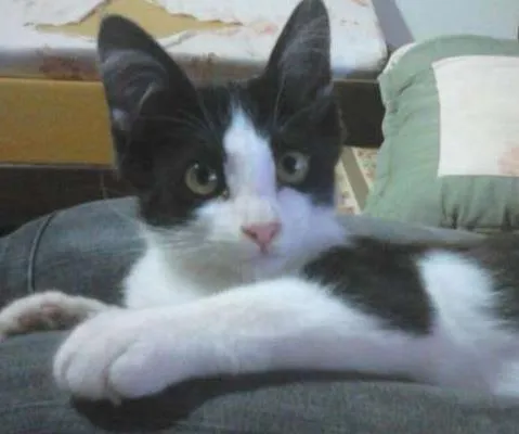Gato ra a Srd idade 2 a 6 meses nome Frajola