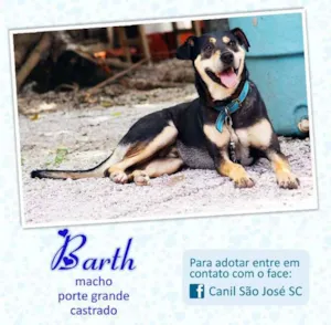 Cachorro raça  idade  nome Barth (Canil SJ)