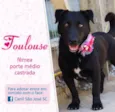 Toulouse (Canil SJ)