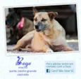 Bege (Canil SJ) #SPC