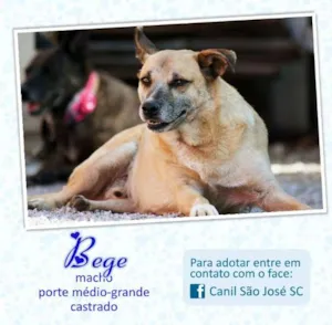 Cachorro raça  idade  nome Bege (Canil SJ) #SPC