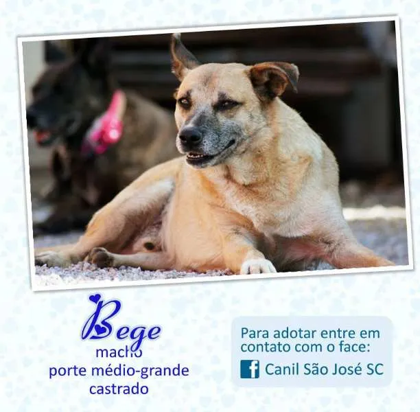 Cachorro ra a  idade  nome Bege (Canil SJ) #SPC