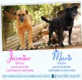Jasmine (Canil SJ)