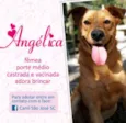 Angélica (Canil SJ)