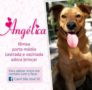 Cachorro raça  idade  nome Angélica (Canil SJ)