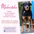 Medrosinha (Canil S