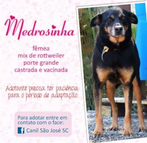 Cachorro raça mix de rotwaille idade  nome Medrosinha (Canil S