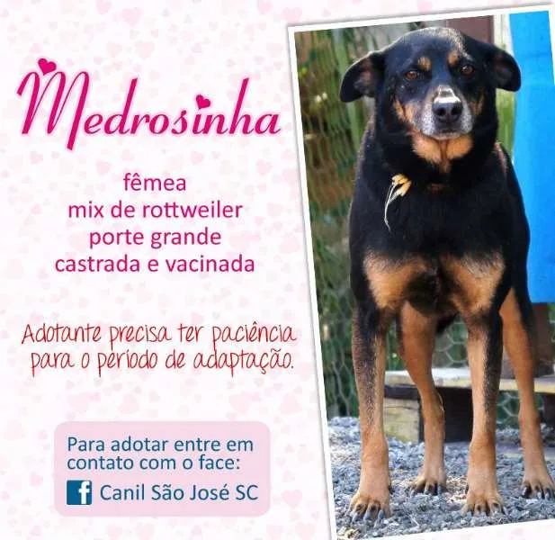 Cachorro ra a mix de rotwaille idade  nome Medrosinha (Canil S