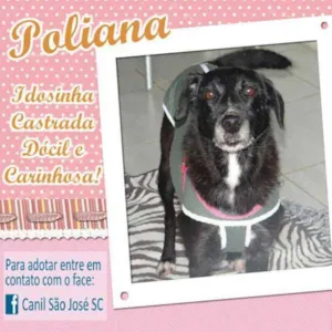 Cachorro raça  idade  nome Poliana (Canil SJ) 