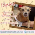 Dimy (Canil SJ)