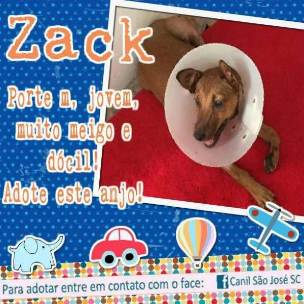 Cachorro ra a  idade  nome Zack (Canil SJ) #SPC