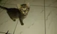 ROMEU PÉROLA RUBI
