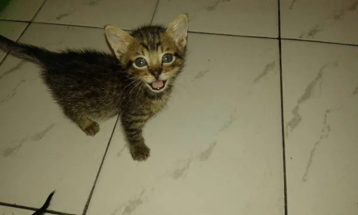 Gato ra a SRD idade Abaixo de 2 meses nome ROMEU PÉROLA RUBI
