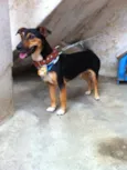Cachorro raça não definida idade 1 ano nome toquinho