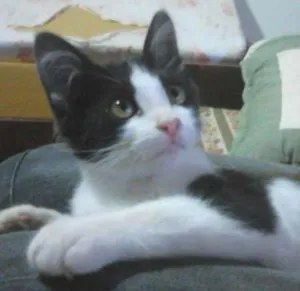 Gato raça Srd idade 2 a 6 meses nome Frajola