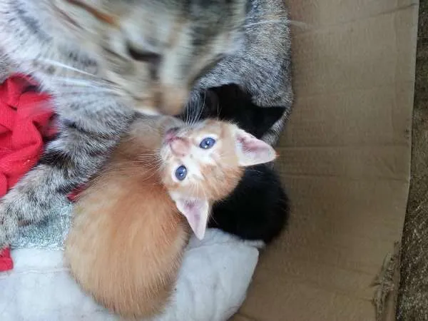 Gato ra a  idade Abaixo de 2 meses nome Sem nome
