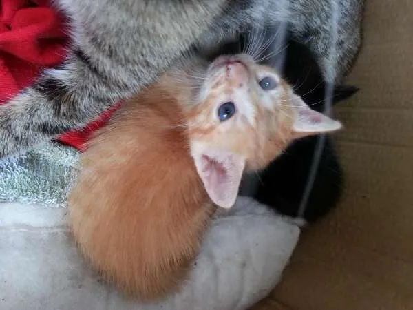 Gato ra a  idade Abaixo de 2 meses nome Sem nome