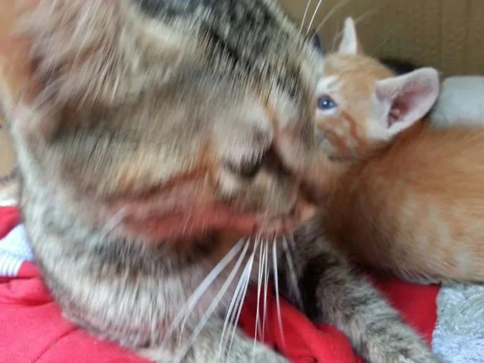 Gato ra a  idade Abaixo de 2 meses nome Sem nome