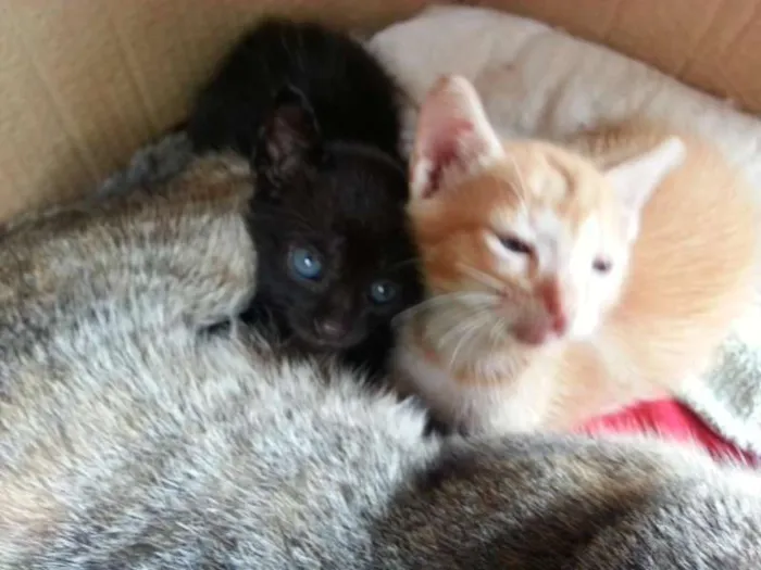 Gato ra a  idade Abaixo de 2 meses nome Sem nome