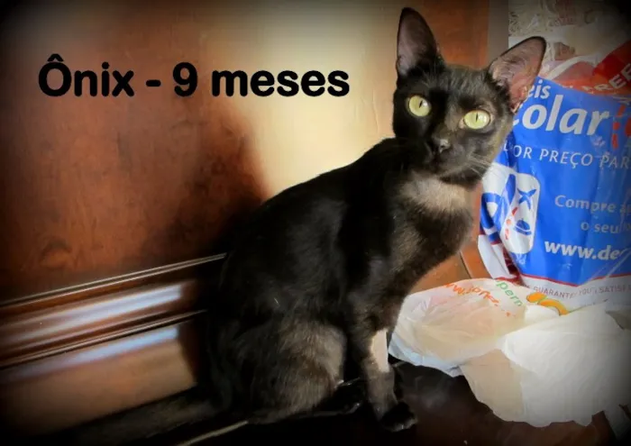 Gato ra a SRD idade 7 a 11 meses nome Onix