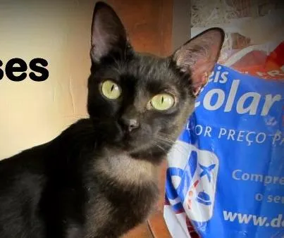 Gato ra a SRD idade 7 a 11 meses nome Onix