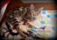 Melancia