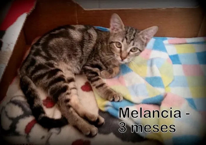Gato ra a SRD idade 2 a 6 meses nome Melancia