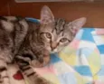 Melancia