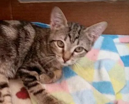 Gato ra a SRD idade 2 a 6 meses nome Melancia
