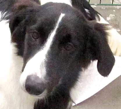 Cachorro ra a  idade 7 a 11 meses nome YAN FILHOTE