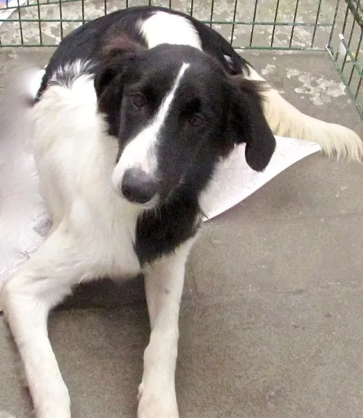 Cachorro ra a  idade 7 a 11 meses nome YAN FILHOTE