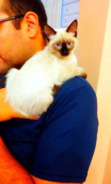 Gato ra a Siamês   idade  nome Pandora